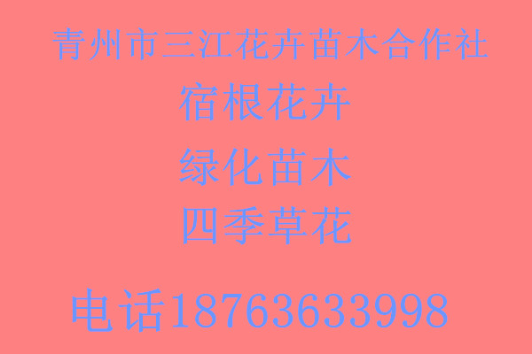 新品种国庆菊栽培技术博鱼(中国)官方网站(图1)