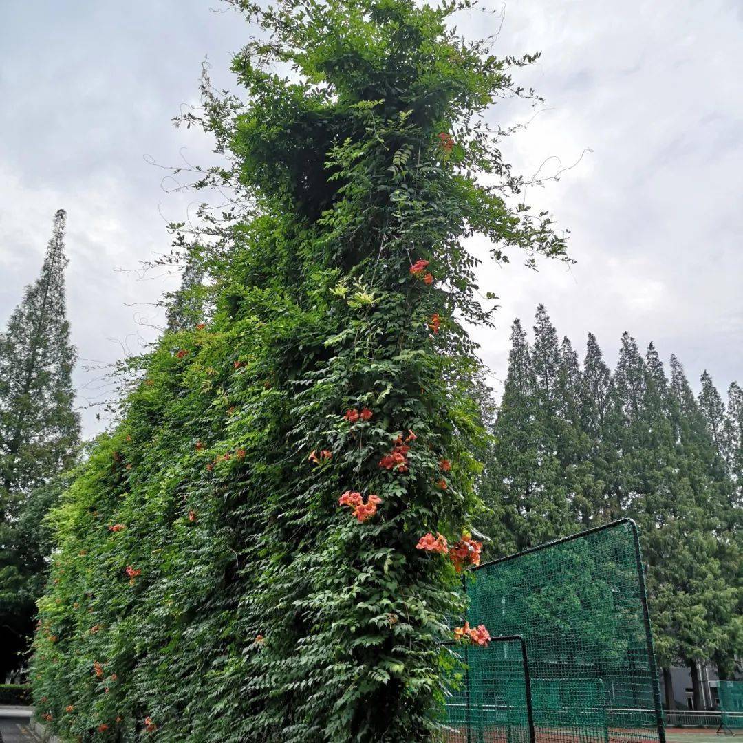 （附航拍视频）魔都的夏天爬山虎亮了(图7)