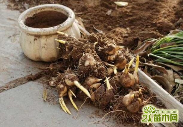 基本是大球茎的上乘品新年首批漳州水仙花出海(图1)