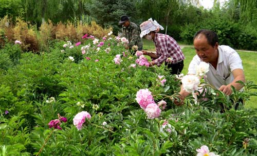 各种郁金香种球种植方法(图1)