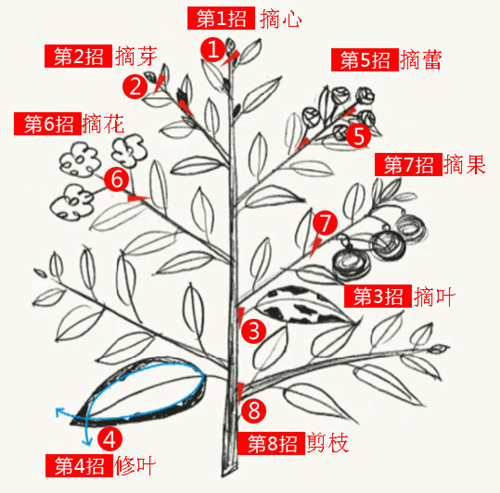 博鱼(中国)官方网站哈尔滨蛇鞭菊种子什么时间开花及种植技术(图1)