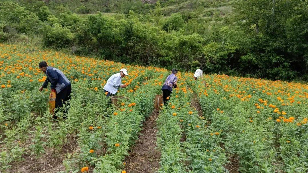 博鱼boyu体育官方平台产业兴旺看成县丨万寿菊绽放“致富花”(图1)