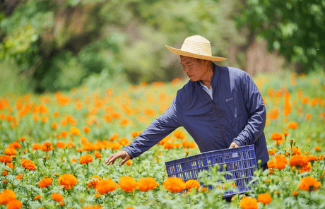 博鱼boyu体育官方平台产业兴旺看成县丨万寿菊绽放“致富花”(图4)