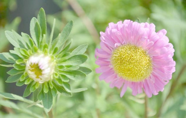 博鱼app下载秋深“春意”浓——长江上游城市花博会带来美好生活百花开正艳(图1)